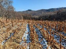 东宁市和平林场所属林场西山小地名老参场12宗耕地捆绑出租交易公告(国资监测编号GR2025HL2007185)