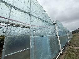 桂林市兴安县溶江镇半圩村约8666m2高标准农业大棚招租项目