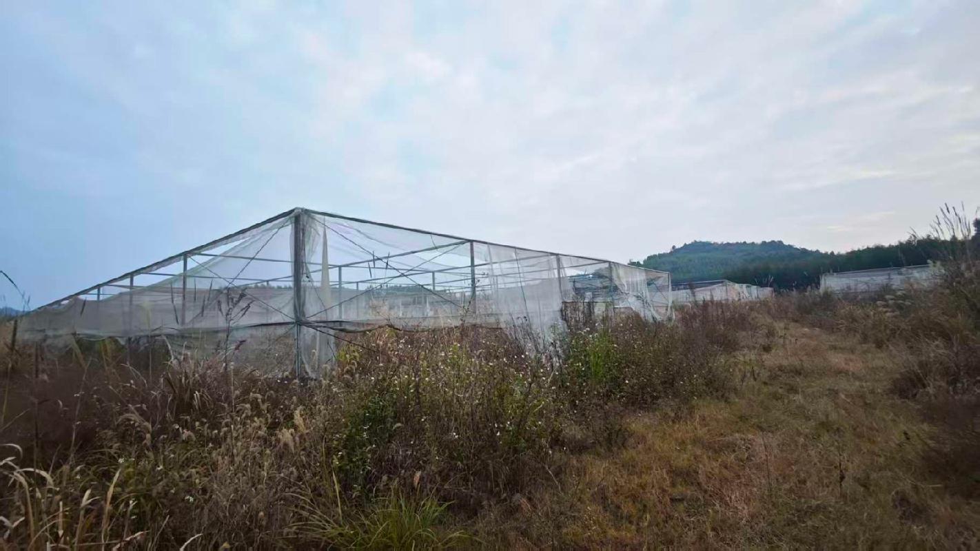 贺州市富川县石家乡石枧村约7200平方米果蔬大棚招租项目