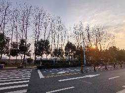 无为市无城镇幸福东路约329棵杨树转让（五次降价）公告(国资监测编号GR2026AH2000582)