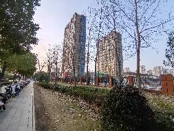 无为市无城镇幸福东路约329棵杨树转让（五次降价）公告(国资监测编号GR2026AH2000582)