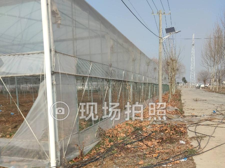 黄营镇农业园区一期土地大棚出租招租公告