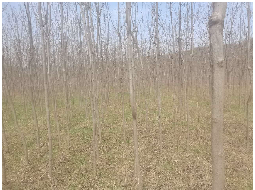 一批雪松国槐刺柏等库存苗木整体转让公告（第二次）(国资监测编号GR2026GS1000118)