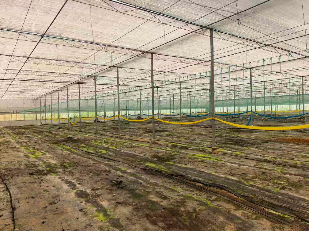 云南云天化现代农业发展有限公司澜沧基地高标准大棚租赁(国资监测编号GR2025YN1001603)