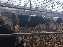 奶公牛转让公告