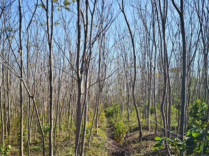 芜湖市鸠江区白茆现代农业产业园区（春森苗圃）一批栾树、桂花树等苗木转让（一次降价）公告(国资监测编号GR2026AH2000472)