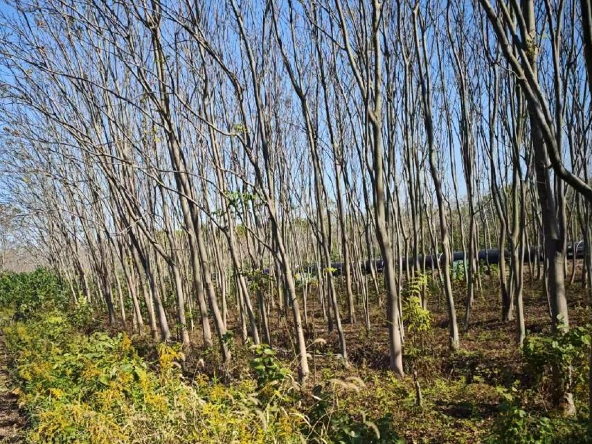 芜湖市鸠江区白茆现代农业产业园区（春森苗圃）一批栾树、桂花树等苗木转让（一次降价）公告
