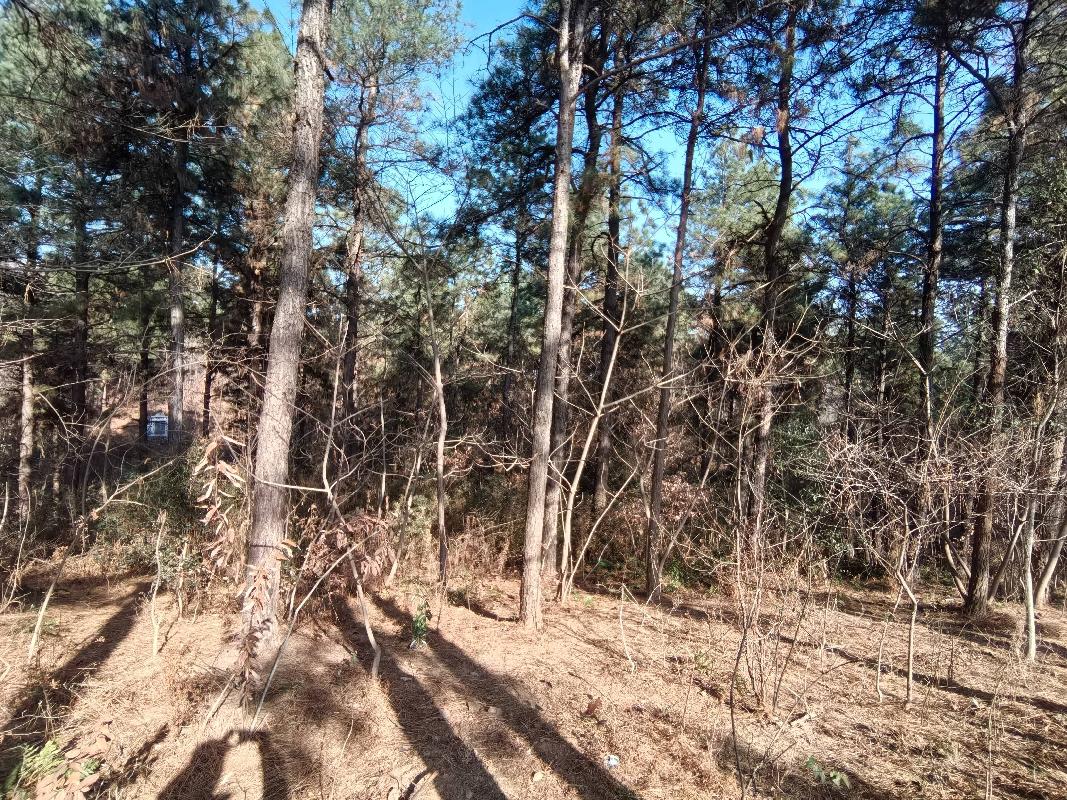 无为市昆山镇汪田村九卿山约19.8亩林木转让公告(国资监测编号GR2026AH2000100)