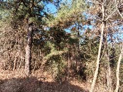 无为市昆山镇汪田村九卿山约19.8亩林木转让公告(国资监测编号GR2026AH2000100)