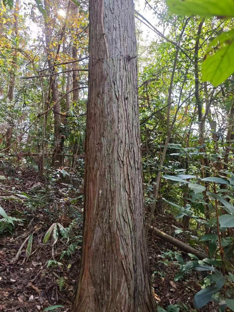 汝城县永山生态林业有限公司6个小班木材主伐销售经营权转让