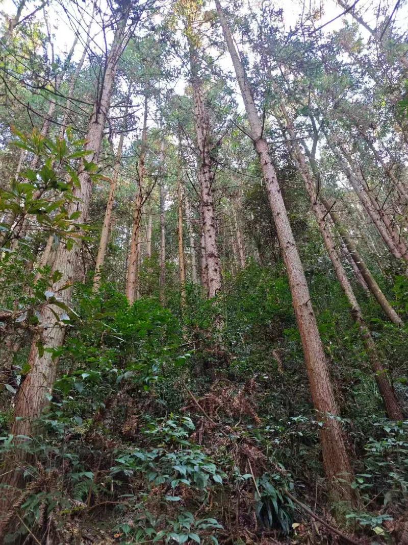 汝城县永山生态林业有限公司6个小班木材主伐销售经营权转让