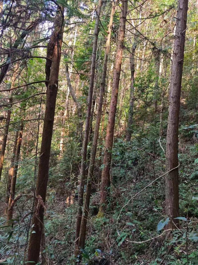 汝城县永山生态林业有限公司6个小班木材主伐销售经营权转让