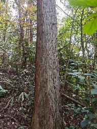 汝城县永山生态林业有限公司6个小班木材主伐销售经营权转让