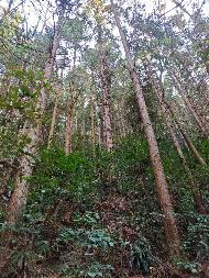 汝城县永山生态林业有限公司6个小班木材主伐销售经营权转让