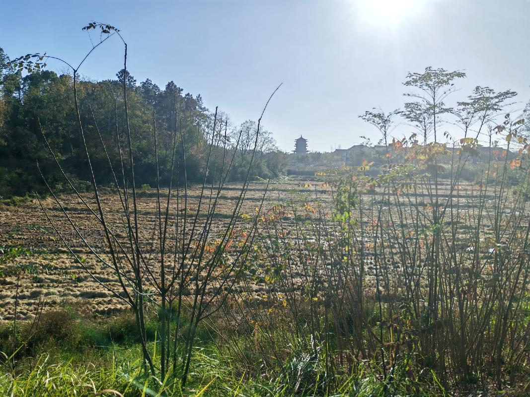 池州市杏花村文化旅游区约225.6亩农用地出租公告(国资监测编号GR2026AH2000142)