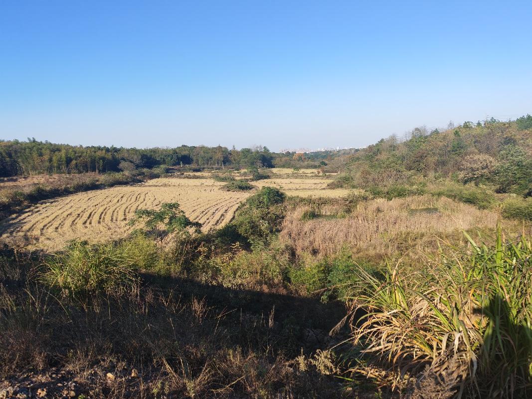 池州市杏花村文化旅游区约225.6亩农用地出租公告(国资监测编号GR2026AH2000142)