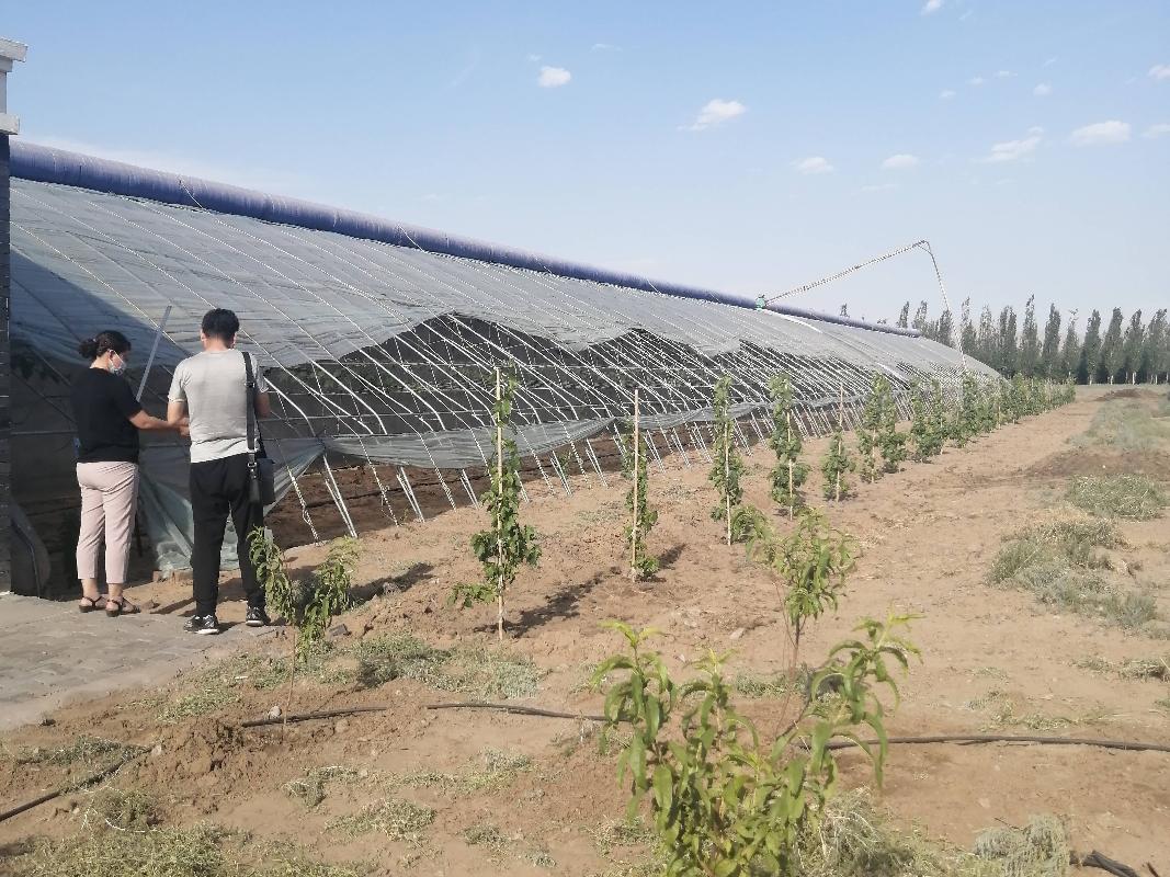 乌海市乌达区海勃湾水利枢纽工程库区移民农业创业园项目31栋温室大棚整体经营权出租（租金底价：124000元/年，租期：3年）