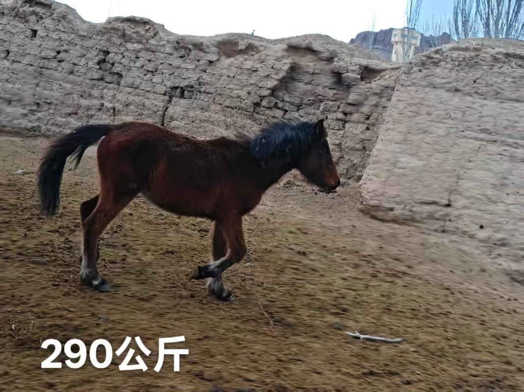 某单位位于霍尔果斯市、察布查尔锡伯自治县附近一批退役马匹对外转让（共35匹）