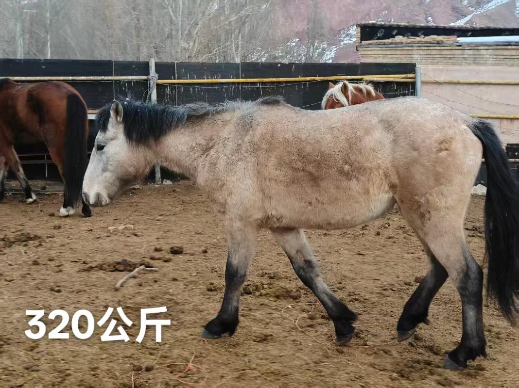 某单位位于霍尔果斯市、察布查尔锡伯自治县附近一批退役马匹对外转让（共35匹）