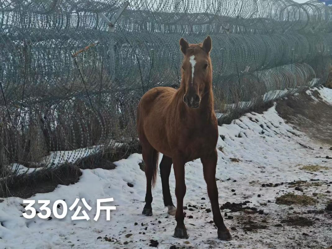 某单位位于霍尔果斯市、察布查尔锡伯自治县附近一批退役马匹对外转让（共35匹）