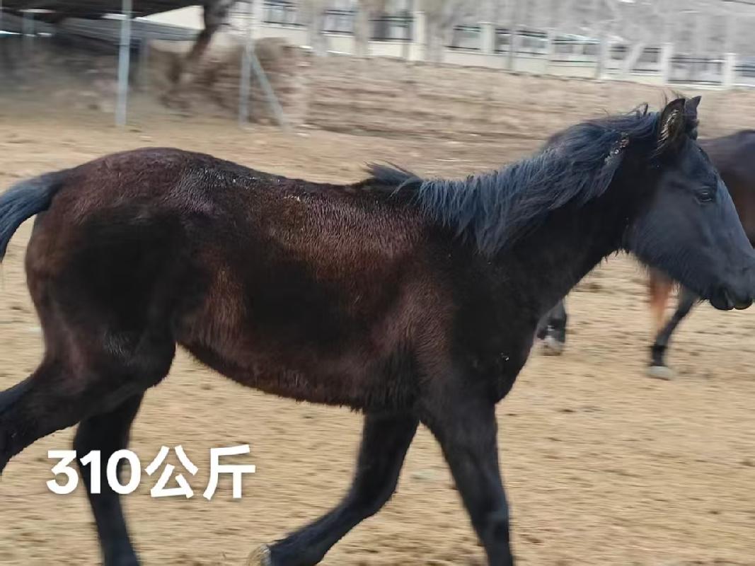 某单位位于霍尔果斯市、察布查尔锡伯自治县附近一批退役马匹对外转让（共35匹）