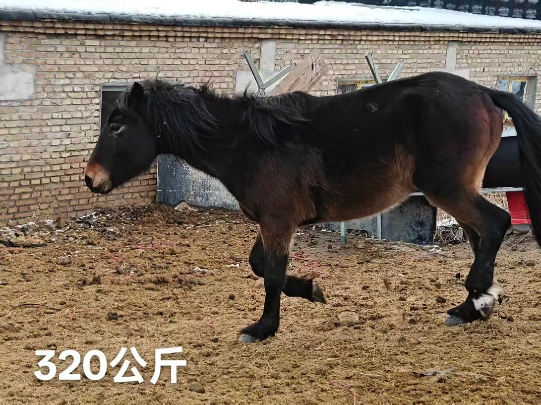 某单位位于霍尔果斯市、察布查尔锡伯自治县附近一批退役马匹对外转让（共35匹）