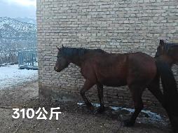 某单位位于霍尔果斯市、察布查尔锡伯自治县附近一批退役马匹对外转让（共35匹）