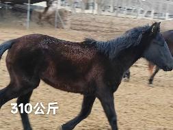 某单位位于霍尔果斯市、察布查尔锡伯自治县附近一批退役马匹对外转让（共35匹）