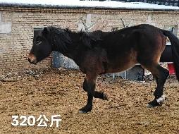 某单位位于霍尔果斯市、察布查尔锡伯自治县附近一批退役马匹对外转让（共35匹）