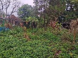 桂平市西山镇白兰村452平方土地（承包）经营权流转项目