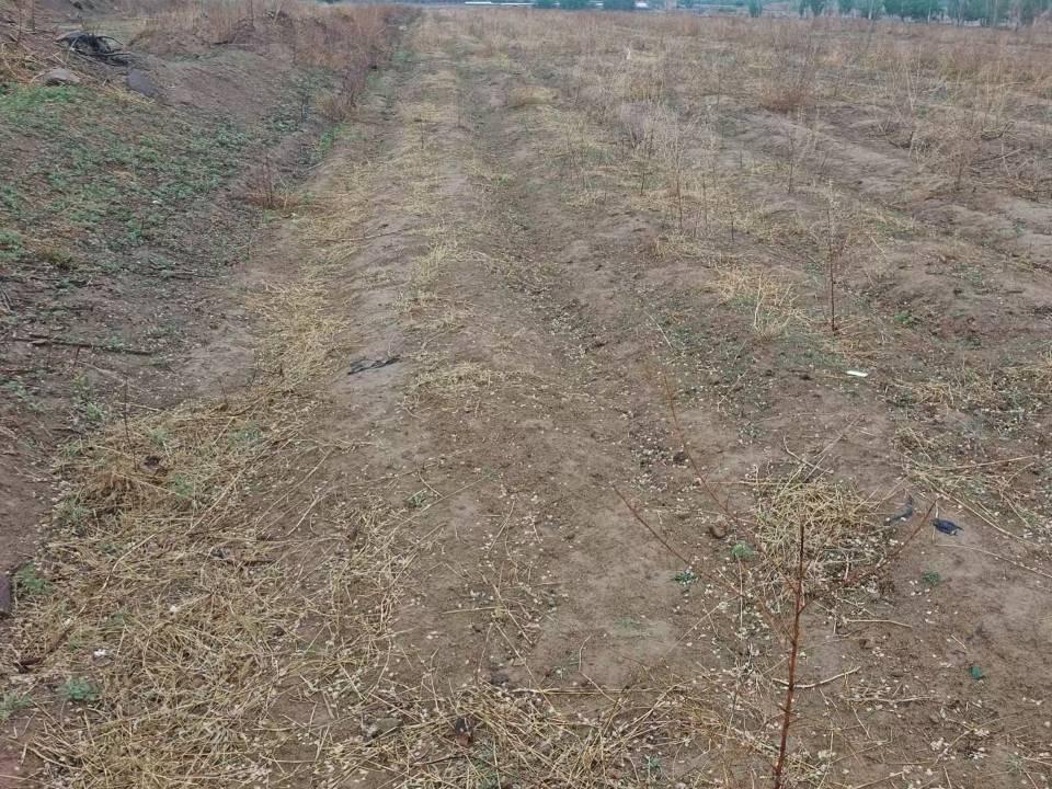 赤峰市外环西路以东、天山路以西、半支箭河以南、宝山路以北约380.88亩耕地土地经营权出租（租金底价171.00元/亩，租期1年）(国资监测编号GR2026NM1000924)