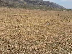 岷县岷州文旅发展(集团)有限公司 岷山种畜场土地租赁（2026年第一批）公告（第二次）