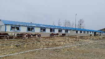 科尔沁右翼前旗巴日嘎斯台乡新立村民委员会养殖场及配套设施、活体牛出租（租期5年，租金底价：70000元/年）