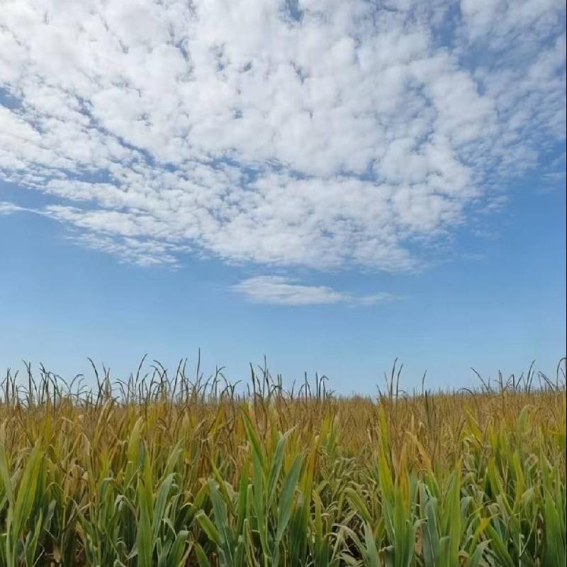 福海农场有限责任公司租赁位于阿勒泰地区福海县公安农场605.7亩农业用地（三十七标段）(二次挂牌)