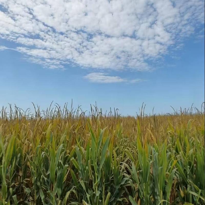 福海农场有限责任公司租赁位于阿勒泰地区福海县公安农场605.5亩农业用地（十八标段）(二次挂牌)