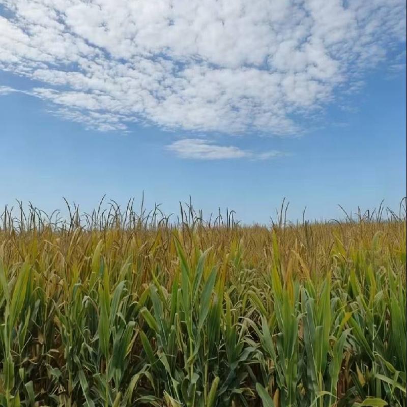 福海农场有限责任公司租赁位于阿勒泰地区福海县公安农场1666.6亩农业用地（三十三标段）(二次挂牌)