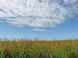 福海农场有限责任公司租赁位于阿勒泰地区福海县公安农场605.7亩农业用地（三十七标段）(二次挂牌)(国资监测编号GR2025XJ1002037-2)