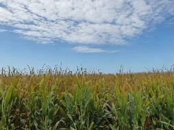 福海农场有限责任公司租赁位于阿勒泰地区福海县公安农场605.5亩农业用地（十八标段）(二次挂牌)(国资监测编号GR2025XJ1002018-2)