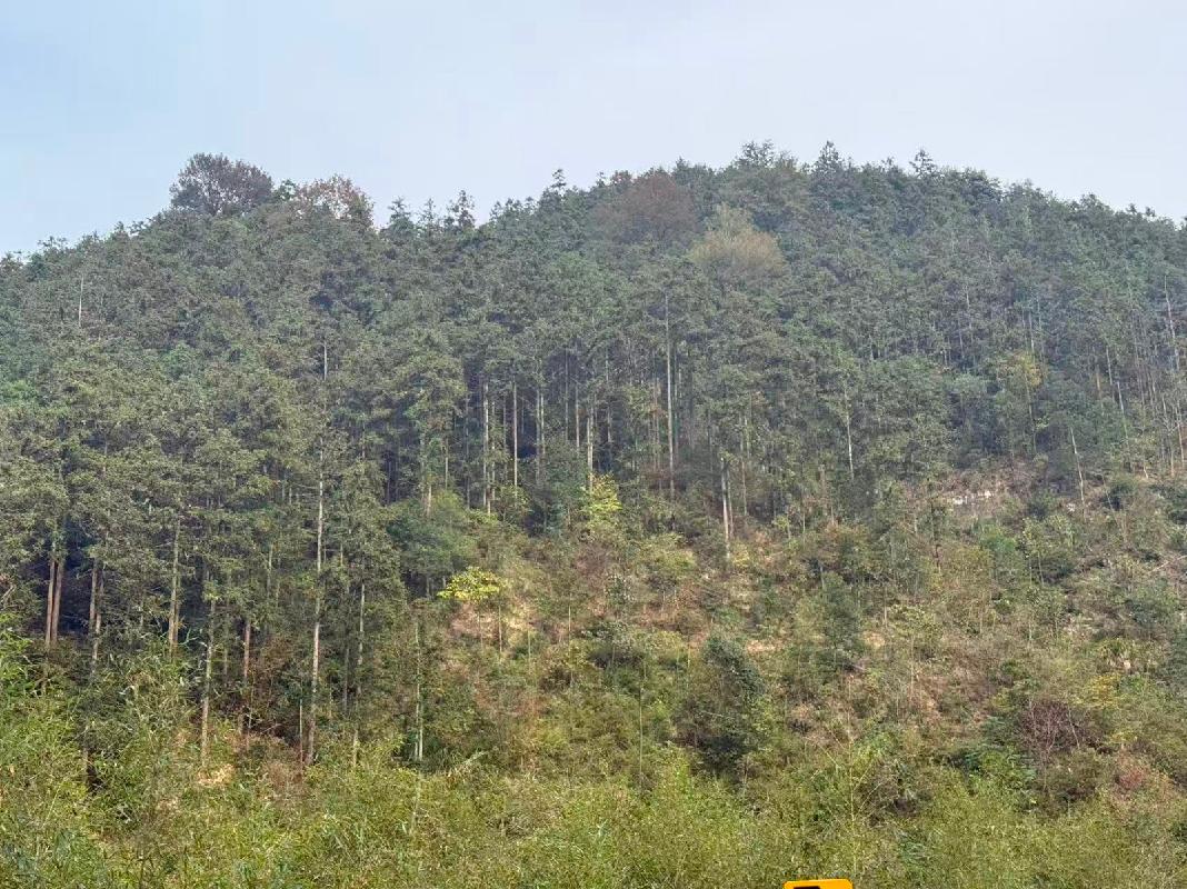 青阳县陵阳镇沙济林场寒毛坞山场及日落坞山场约146.25亩林木转让公告
