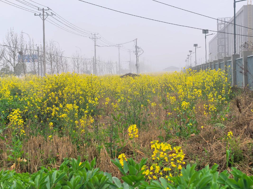 芜湖市鸠江区沈巷镇沈南村安安建材厂东面北面约26亩复耕土地经营权