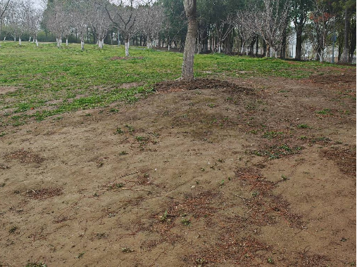 江苏省常州市新北区春江街道北海中路188号新龙生态林西区草坪场地1招租公告