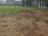 江苏省常州市新北区春江街道北海中路188号新龙生态林西区草坪场地1招租公告