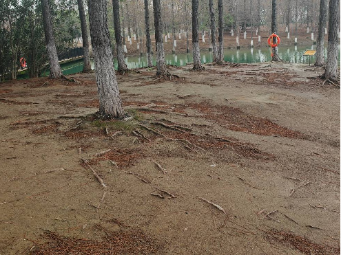 江苏省常州市新北区春江街道北海中路188号新龙生态林西区林下场地1招租公告