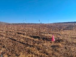 约300亩采摘园经营权出租，位于翁牛特旗乌丹镇东道村（翁牛特旗乌丹镇东道村集体经济组织）(租金底价370元/亩/年，租期20年)