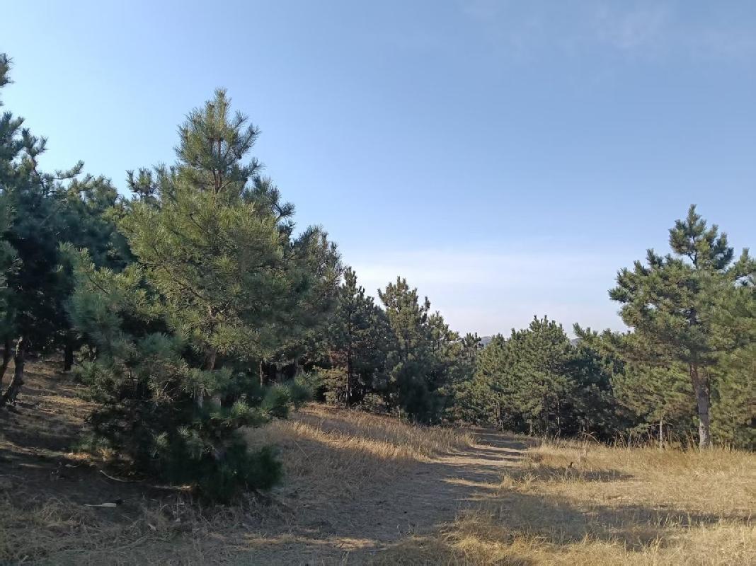 内蒙古自治区通辽市库伦旗水泉乡林场山东头村约5000棵油松整体转让（内蒙古自治区通辽市库伦旗水泉乡山东头村村民委员会）