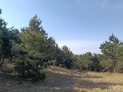 内蒙古自治区通辽市库伦旗水泉乡林场山东头村约5000棵油松整体转让（内蒙古自治区通辽市库伦旗水泉乡山东头村村民委员会）
