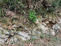 池州市森林防火应急道路石台县建设项目（黄沙坑至工区项目段）产生的剩余石料资源转让（一次降价）公告(国资监测编号GR2026AH2001339)
