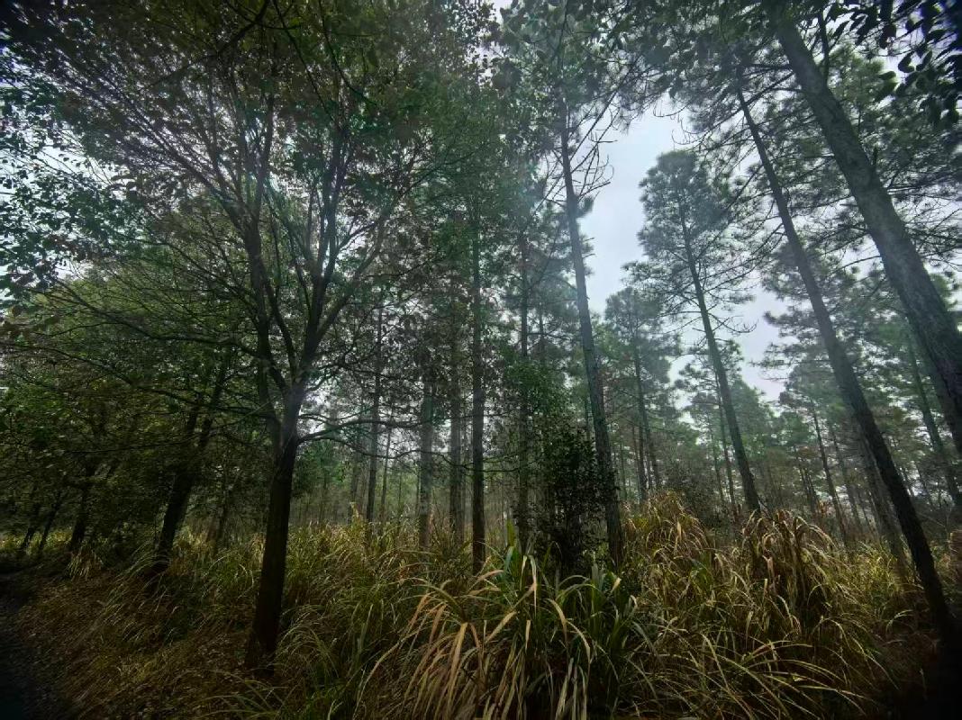 东至县金寺山林场约1500亩湿地松松脂采脂权转让公告(国资监测编号GR2026AH2000716)