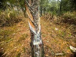 东至县金寺山林场约1500亩湿地松松脂采脂权转让公告(国资监测编号GR2026AH2000716)