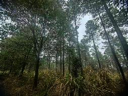 东至县金寺山林场约1500亩湿地松松脂采脂权转让公告(国资监测编号GR2026AH2000716)